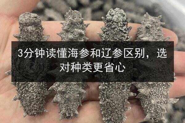 3分钟读懂海参和辽参区别，选对种类更省心