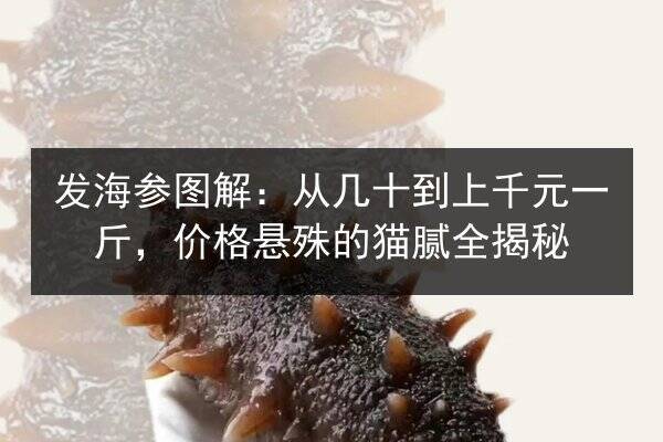 发海参图解:从几十到上千元一斤,价格悬殊的猫腻全揭秘