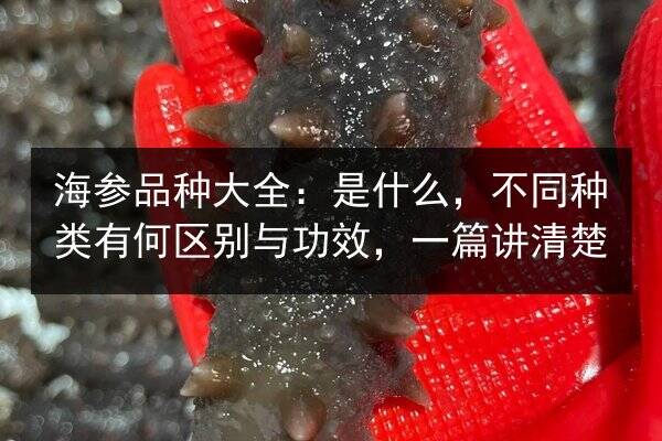 海参品种大全：是什么，不同种类有何区别与功效，一篇讲清楚