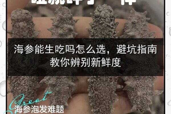 海参能生吃吗怎么选,避坑指南教你辨别新鲜度