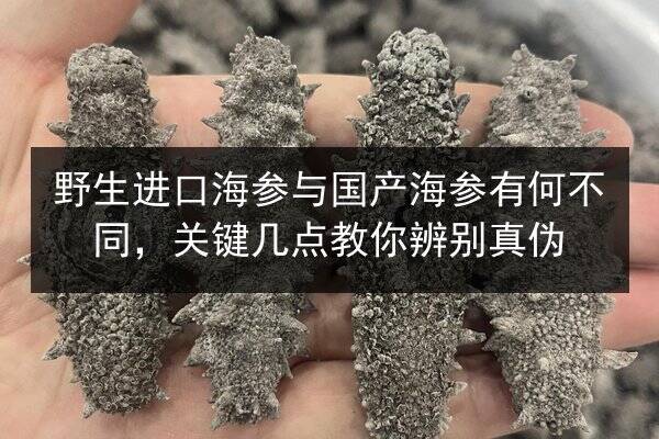 野生进口海参与国产海参有何不同,关键几点教你辨别真伪