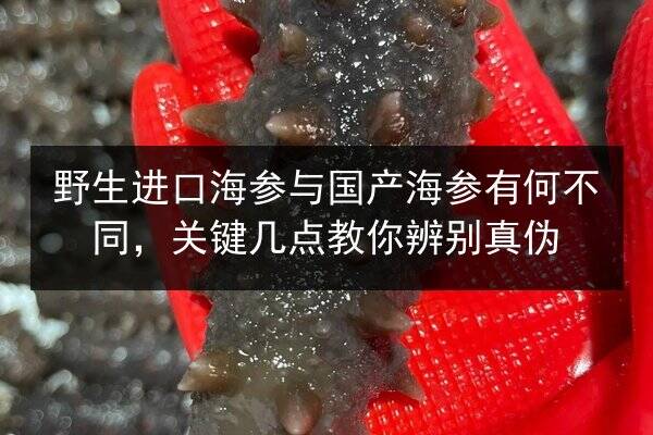 野生进口海参与国产海参有何不同,关键几点教你辨别真伪