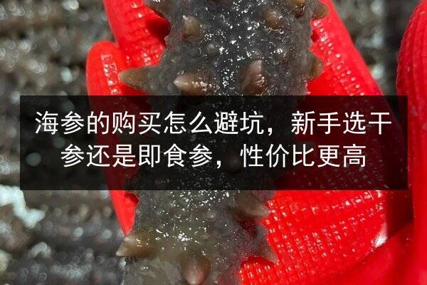海参的购买怎么避坑，新手选干参还是即食参，性价比更高