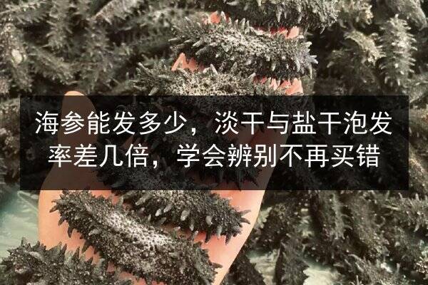 海参能发多少,淡干与盐干泡发率差几倍,学会辨别不再买错