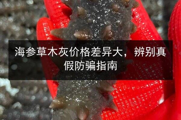 海参草木灰价格差异大，辨别真假防骗指南