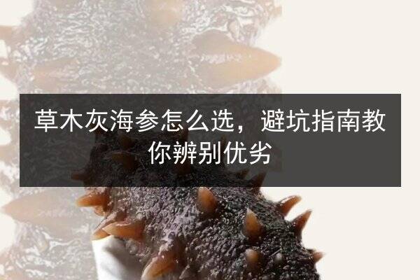 草木灰海参怎么选,避坑指南教你辨别优劣