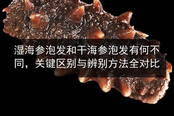 湿海参泡发和干海参泡发有何不同,关键区别与辨别方法全对比