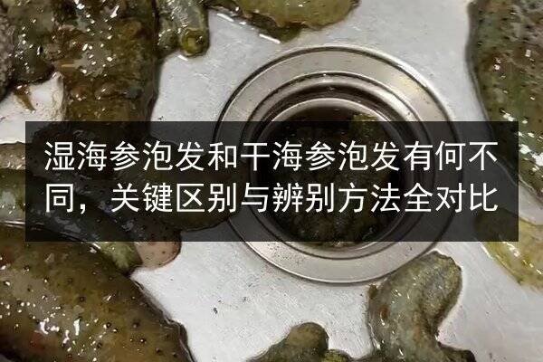 湿海参泡发和干海参泡发有何不同,关键区别与辨别方法全对比