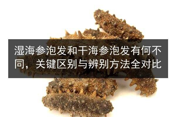 湿海参泡发和干海参泡发有何不同,关键区别与辨别方法全对比