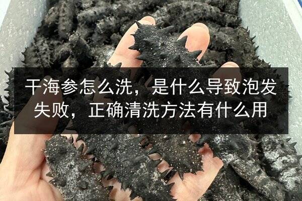 干海参怎么洗，是什么导致泡发失败，正确清洗方法有什么用