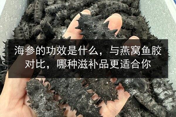海参的功效是什么，与燕窝鱼胶对比，哪种滋补品更适合你