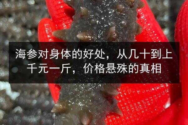 海参对身体的好处,从几十到上千元一斤,价格悬殊的真相