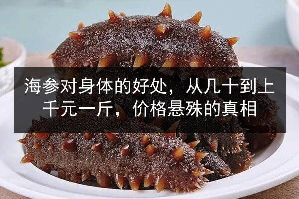 海参对身体的好处,从几十到上千元一斤,价格悬殊的真相