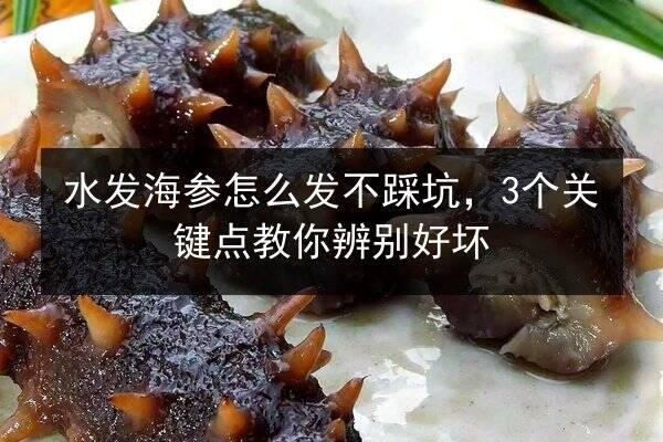 水发海参怎么发不踩坑,3个关键点教你辨别好坏