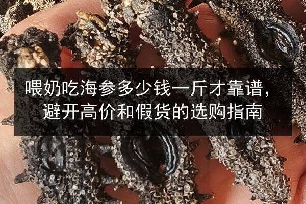 喂奶吃海参多少钱一斤才靠谱，避开高价和假货的选购指南