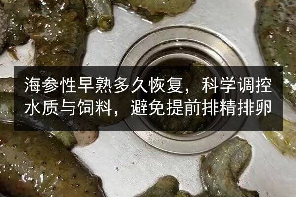 海参性早熟多久恢复,科学调控水质与饲料,避免提前排精排卵