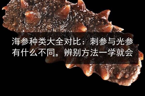 海参种类大全对比:刺参与光参有什么不同,辨别方法一学就会