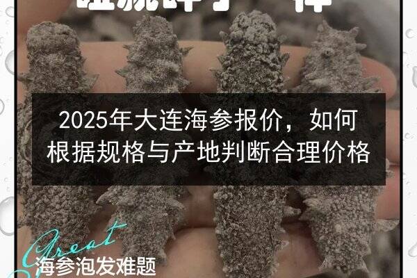 2025年大连海参报价,如何根据规格与产地判断合理价格
