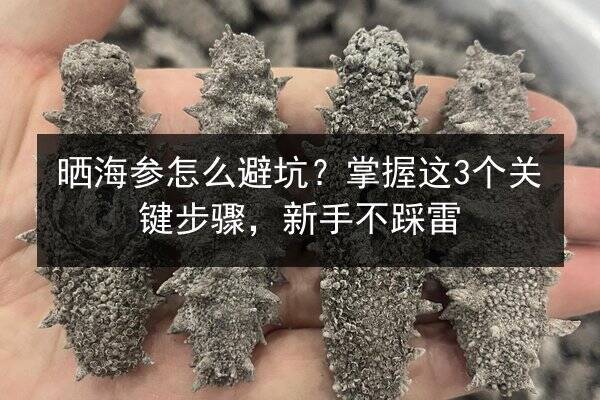 晒海参怎么避坑？掌握这3个关键步骤，新手不踩雷