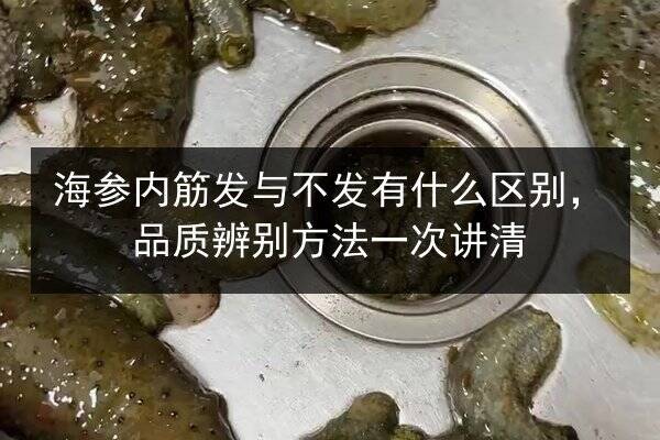 海参内筋发与不发有什么区别,品质辨别方法一次讲清