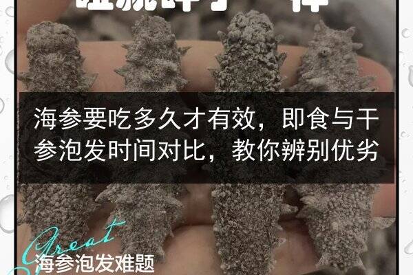 海参要吃多久才有效,即食与干参泡发时间对比,教你辨别优劣