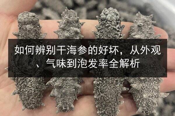 如何辨别干海参的好坏,从外观、气味到泡发率全解析