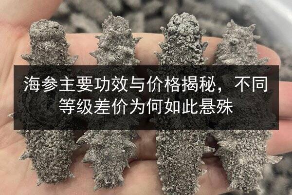 海参主要功效与价格揭秘,不同等级差价为何如此悬殊