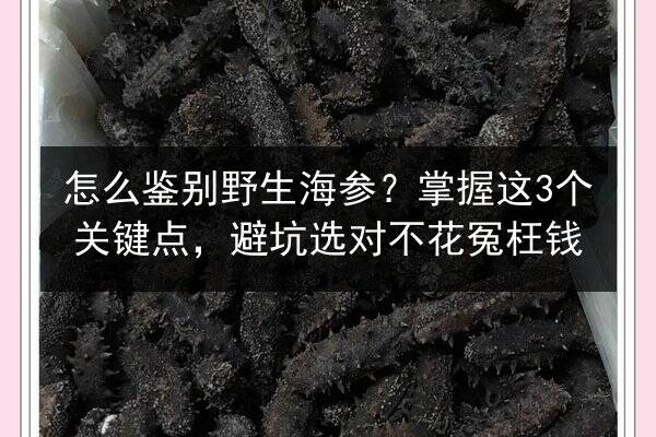 怎么鉴别野生海参?掌握这3个关键点,避坑选对不花冤枉钱