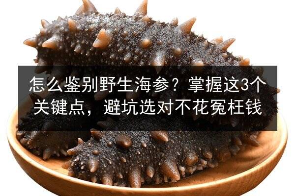 怎么鉴别野生海参?掌握这3个关键点,避坑选对不花冤枉钱