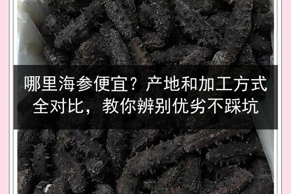 哪里海参便宜?产地和加工方式全对比,教你辨别优劣不踩坑