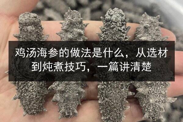 鸡汤海参的做法是什么,从选材到炖煮技巧,一篇讲清楚