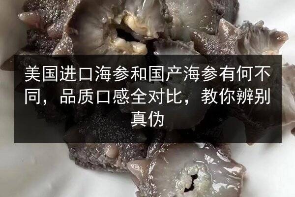 美国进口海参和国产海参有何不同,品质口感全对比,教你辨别真伪