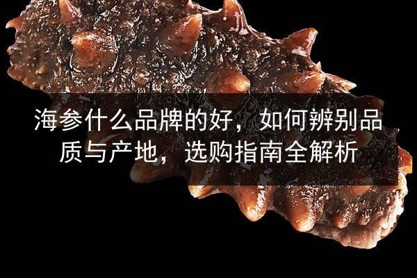 海参什么品牌的好，如何辨别品质与产地，选购指南全解析
