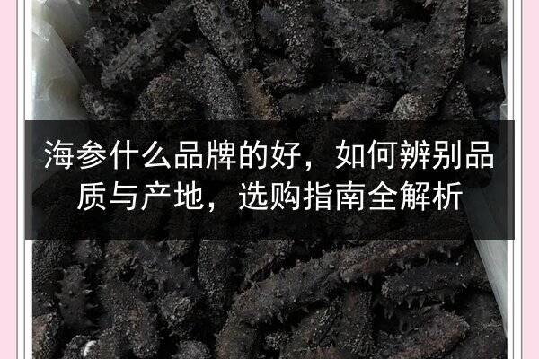 海参什么品牌的好，如何辨别品质与产地，选购指南全解析