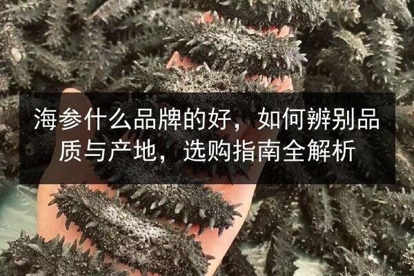 海参什么品牌的好，如何辨别品质与产地，选购指南全解析