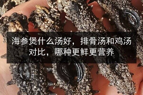 海参煲什么汤好，排骨汤和鸡汤对比，哪种更鲜更营养