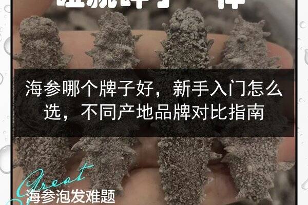 海参哪个牌子好，新手入门怎么选，不同产地品牌对比指南