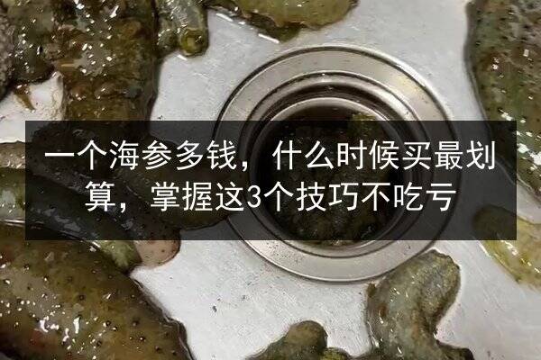 一个海参多钱,什么时候买最划算,掌握这3个技巧不吃亏
