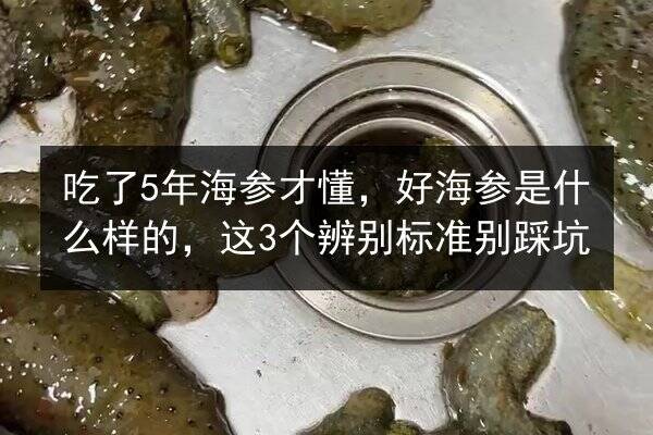 吃了5年海参才懂,好海参是什么样的,这3个辨别标准别踩坑