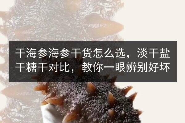 干海参海参干货怎么选,淡干盐干糖干对比,教你一眼辨别好坏