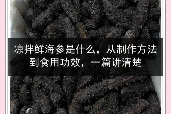 凉拌鲜海参是什么,从制作方法到食用功效,一篇讲清楚