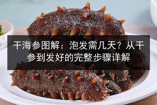 干海参图解：泡发需几天？从干参到发好的完整步骤详解