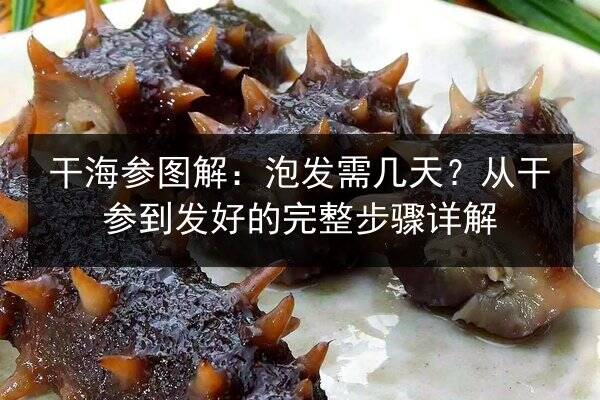 干海参图解：泡发需几天？从干参到发好的完整步骤详解
