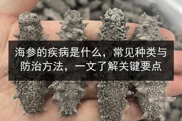 海参的疾病是什么，常见种类与防治方法，一文了解关键要点