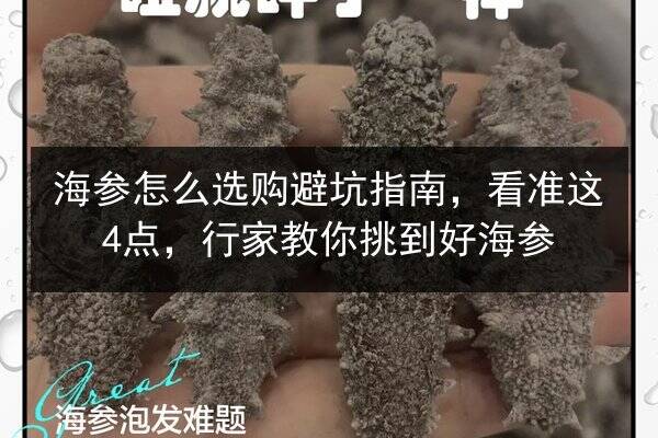 海参怎么选购避坑指南,看准这4点,行家教你挑到好海参