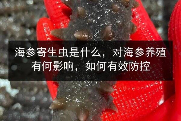 海参寄生虫是什么,对海参养殖有何影响,如何有效防控