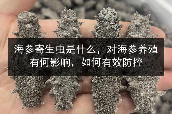 海参寄生虫是什么,对海参养殖有何影响,如何有效防控
