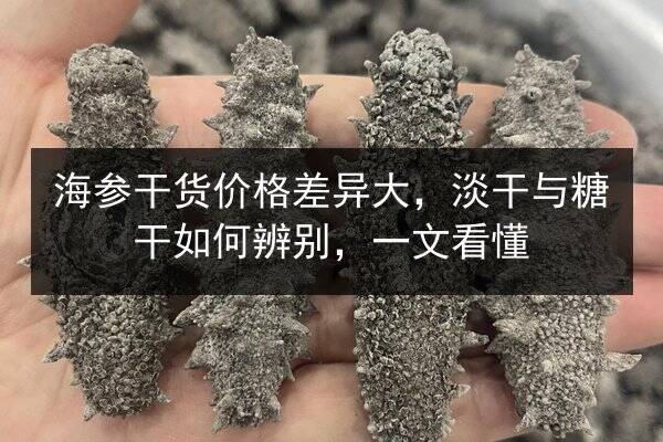 海参干货价格差异大，淡干与糖干如何辨别，一文看懂