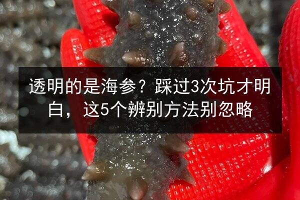 透明的是海参?踩过3次坑才明白,这5个辨别方法别忽略