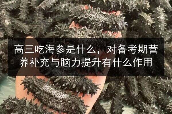 高三吃海参是什么,对备考期营养补充与脑力提升有什么作用